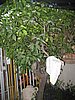IMG_9024.jpg